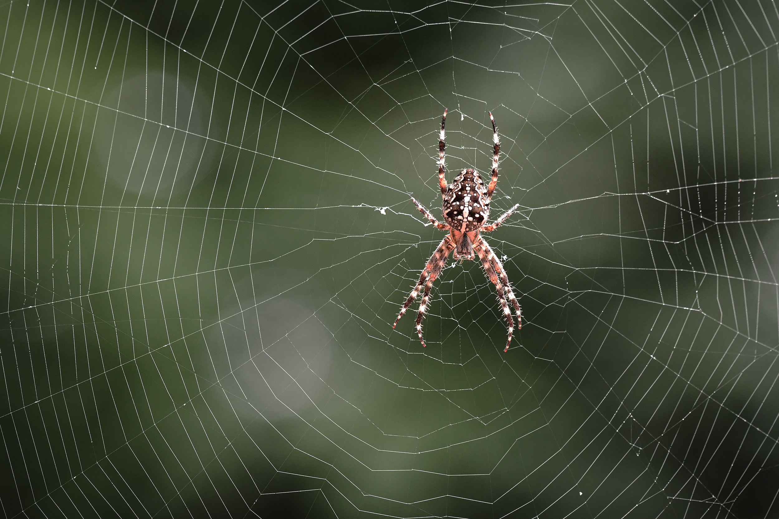 Featured image for “Ein Studiengang für die „Spinnen im Netz“”